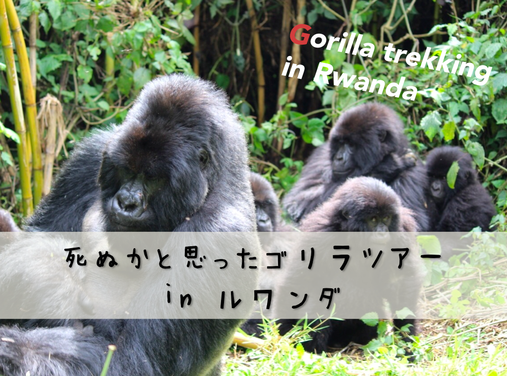 gorilla